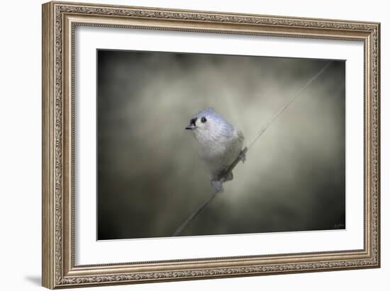 Little Tufted Titmouse-Jai Johnson-Framed Giclee Print