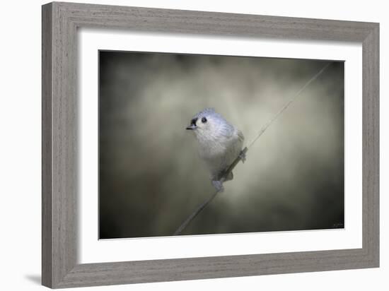 Little Tufted Titmouse-Jai Johnson-Framed Giclee Print