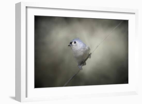 Little Tufted Titmouse-Jai Johnson-Framed Giclee Print