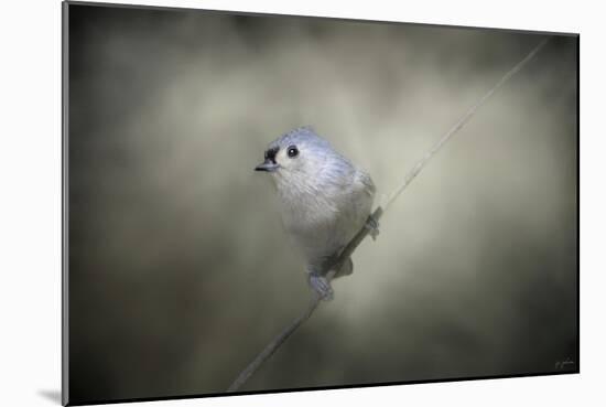 Little Tufted Titmouse-Jai Johnson-Mounted Giclee Print