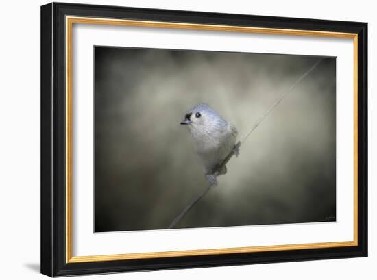 Little Tufted Titmouse-Jai Johnson-Framed Giclee Print