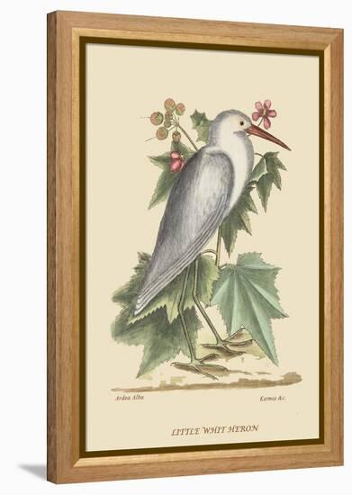 Little White Heron-Mark Catesby-Framed Stretched Canvas