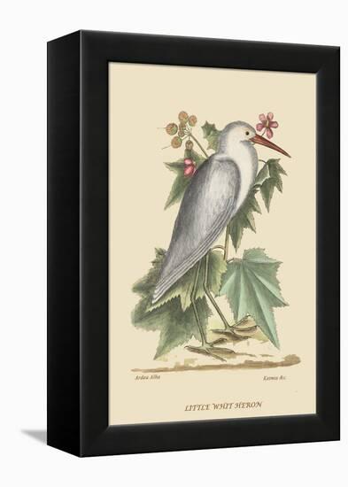 Little White Heron-Mark Catesby-Framed Stretched Canvas