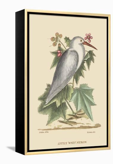 Little White Heron-Mark Catesby-Framed Stretched Canvas