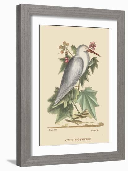 Little White Heron-Mark Catesby-Framed Art Print