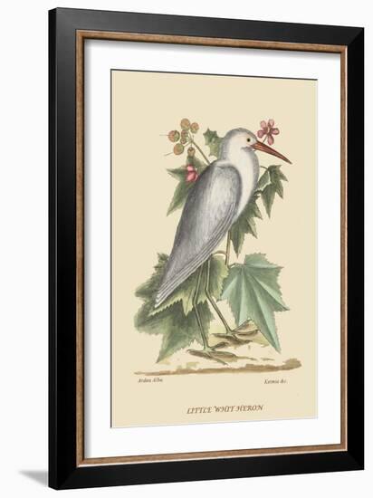 Little White Heron-Mark Catesby-Framed Art Print