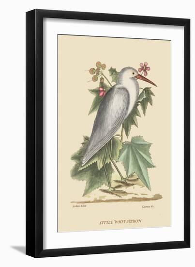 Little White Heron-Mark Catesby-Framed Art Print