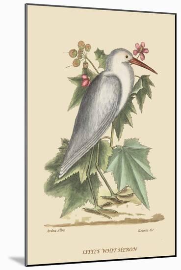 Little White Heron-Mark Catesby-Mounted Art Print