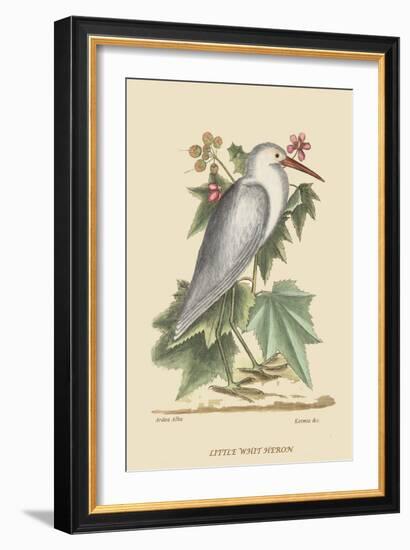 Little White Heron-Mark Catesby-Framed Art Print