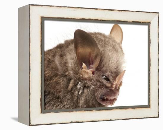 Little White-Shouldered Bat (Ametrida Centurio) Head Portrait, Surama, Guyana-Andrew Snyder-Framed Premier Image Canvas