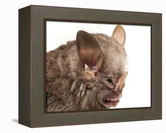 Little White-Shouldered Bat (Ametrida Centurio) Head Portrait, Surama, Guyana-Andrew Snyder-Framed Premier Image Canvas