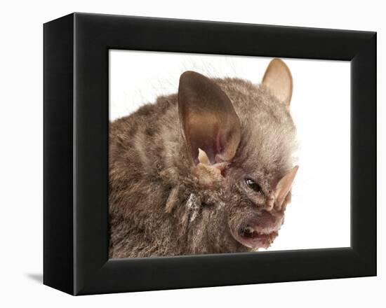 Little White-Shouldered Bat (Ametrida Centurio) Head Portrait, Surama, Guyana-Andrew Snyder-Framed Premier Image Canvas