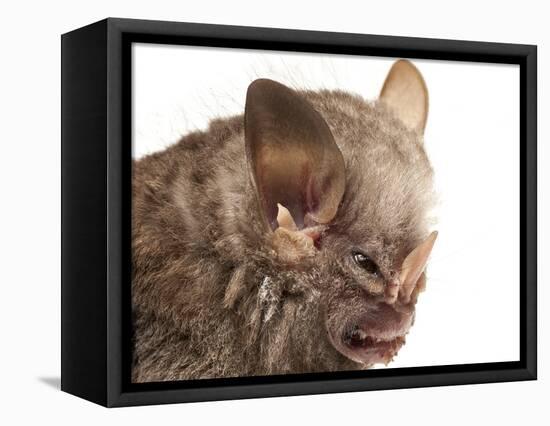 Little White-Shouldered Bat (Ametrida Centurio) Head Portrait, Surama, Guyana-Andrew Snyder-Framed Premier Image Canvas