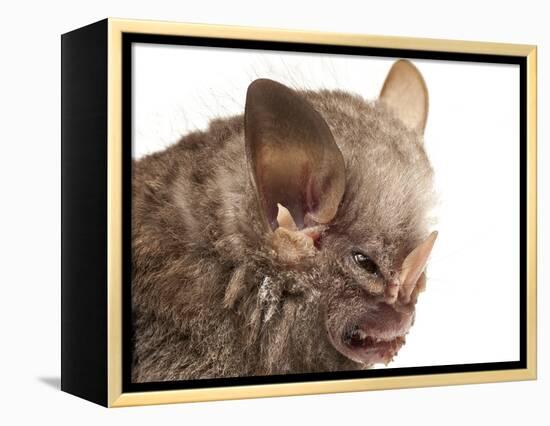 Little White-Shouldered Bat (Ametrida Centurio) Head Portrait, Surama, Guyana-Andrew Snyder-Framed Premier Image Canvas