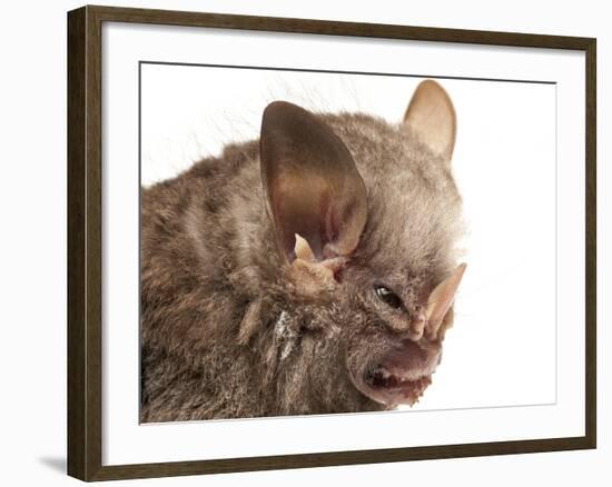 Little White-Shouldered Bat (Ametrida Centurio) Head Portrait, Surama, Guyana-Andrew Snyder-Framed Photographic Print