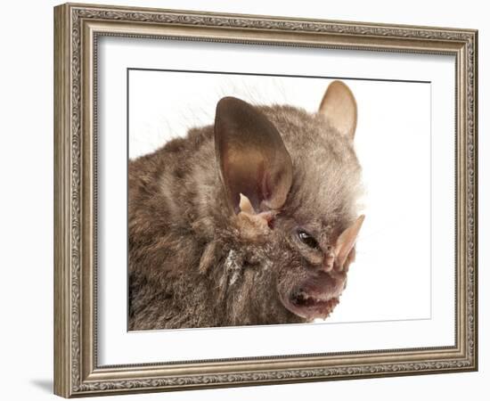 Little White-Shouldered Bat (Ametrida Centurio) Head Portrait, Surama, Guyana-Andrew Snyder-Framed Photographic Print