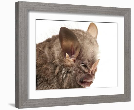 Little White-Shouldered Bat (Ametrida Centurio) Head Portrait, Surama, Guyana-Andrew Snyder-Framed Photographic Print