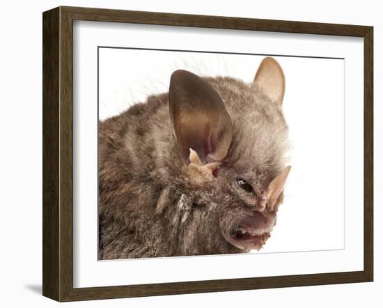 Little White-Shouldered Bat (Ametrida Centurio) Head Portrait, Surama, Guyana-Andrew Snyder-Framed Photographic Print