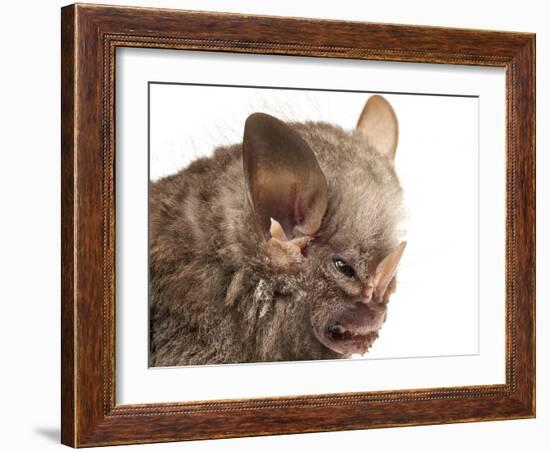 Little White-Shouldered Bat (Ametrida Centurio) Head Portrait, Surama, Guyana-Andrew Snyder-Framed Photographic Print