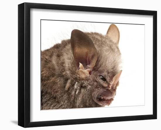 Little White-Shouldered Bat (Ametrida Centurio) Head Portrait, Surama, Guyana-Andrew Snyder-Framed Photographic Print