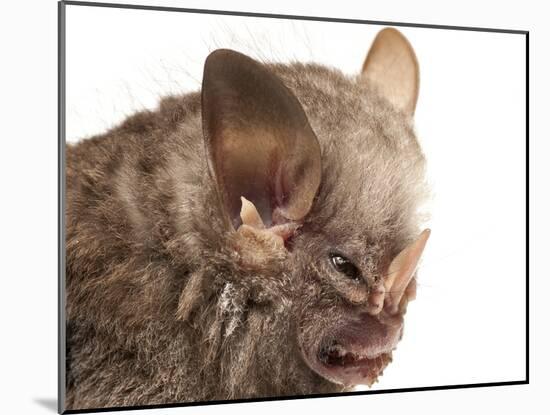 Little White-Shouldered Bat (Ametrida Centurio) Head Portrait, Surama, Guyana-Andrew Snyder-Mounted Photographic Print