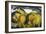 Little Yellow Horses, c.1912-Franz Marc-Framed Giclee Print