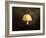 Little Yellow Mushroom-Jai Johnson-Framed Giclee Print