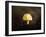 Little Yellow Mushroom-Jai Johnson-Framed Giclee Print