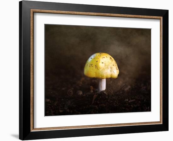 Little Yellow Mushroom-Jai Johnson-Framed Giclee Print