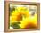 Live Laugh Love: Sunflower-Nicole Katano-Framed Stretched Canvas