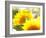 Live Laugh Love: Sunflower-Nicole Katano-Framed Photo