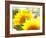 Live Laugh Love: Sunflower-Nicole Katano-Framed Photo