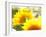 Live Laugh Love: Sunflower-Nicole Katano-Framed Photo