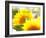 Live Laugh Love: Sunflower-Nicole Katano-Framed Photo