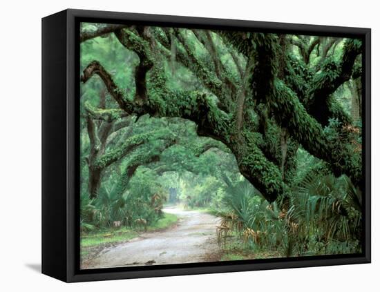 Live Oak and Ferns, Cumberland Island, Georgia, USA-Marilyn Parver-Framed Premier Image Canvas