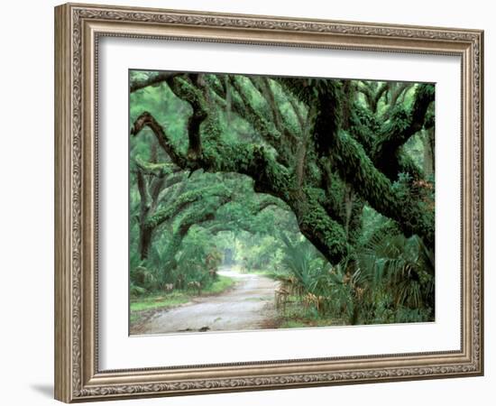 Live Oak and Ferns, Cumberland Island, Georgia, USA-Marilyn Parver-Framed Photographic Print