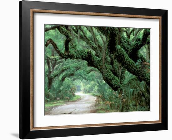 Live Oak and Ferns, Cumberland Island, Georgia, USA-Marilyn Parver-Framed Photographic Print