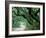 Live Oak and Ferns, Cumberland Island, Georgia, USA-Marilyn Parver-Framed Photographic Print