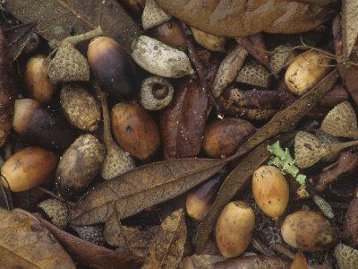 Live Oak Leaves And Acorns On The Fall Forest Floor Quercus Virginiana Eastern North America Photographic Print By Leroy Simon Art Com