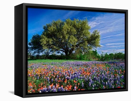 Live Oak, Paintbrush, and Bluebonnets in Texas Hill Country, USA-Adam Jones-Framed Premier Image Canvas