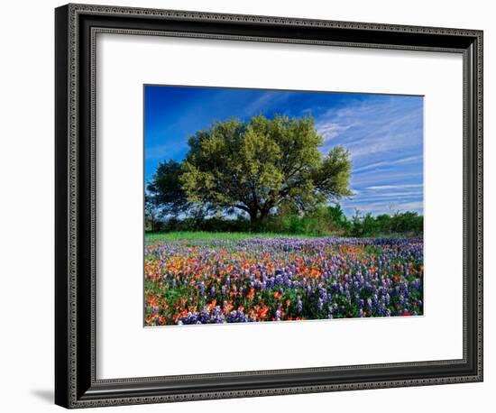 Live Oak, Paintbrush, and Bluebonnets in Texas Hill Country, USA-Adam Jones-Framed Photographic Print