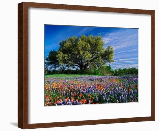 Live Oak, Paintbrush, and Bluebonnets in Texas Hill Country, USA-Adam Jones-Framed Photographic Print