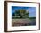 Live Oak, Paintbrush, and Bluebonnets in Texas Hill Country, USA-Adam Jones-Framed Photographic Print