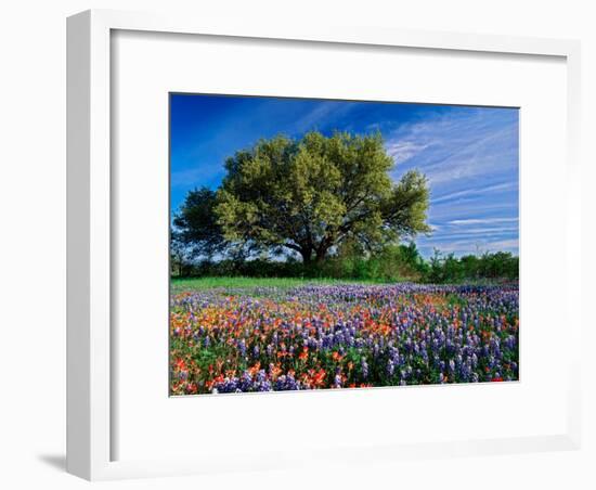 Live Oak, Paintbrush, and Bluebonnets in Texas Hill Country, USA-Adam Jones-Framed Photographic Print