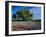 Live Oak, Paintbrush, and Bluebonnets in Texas Hill Country, USA-Adam Jones-Framed Photographic Print