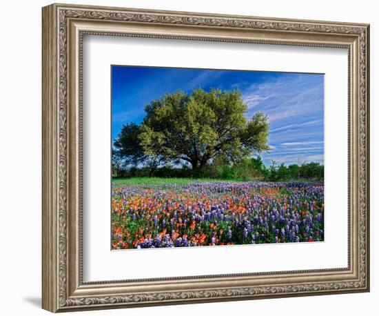 Live Oak, Paintbrush, and Bluebonnets in Texas Hill Country, USA-Adam Jones-Framed Photographic Print