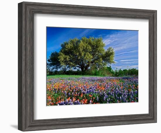 Live Oak, Paintbrush, and Bluebonnets in Texas Hill Country, USA-Adam Jones-Framed Photographic Print