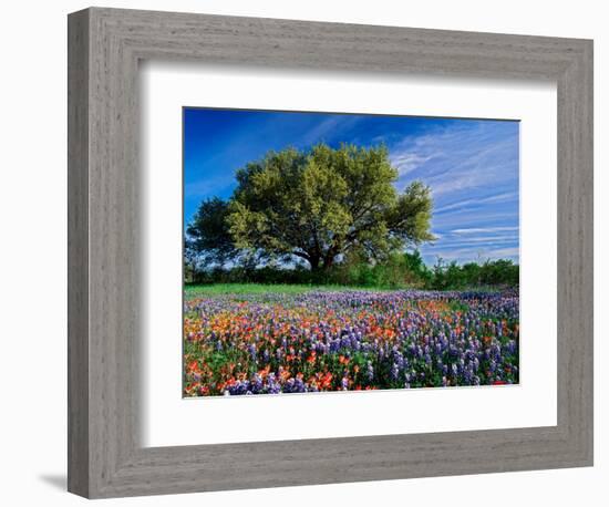 Live Oak, Paintbrush, and Bluebonnets in Texas Hill Country, USA-Adam Jones-Framed Photographic Print