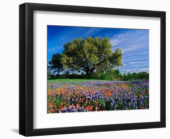 Live Oak, Paintbrush, and Bluebonnets in Texas Hill Country, USA-Adam Jones-Framed Photographic Print