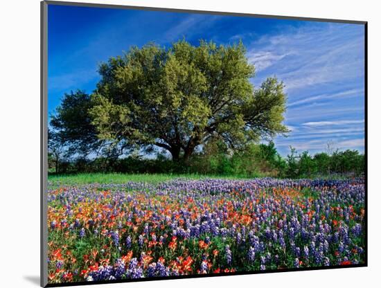Live Oak, Paintbrush, and Bluebonnets in Texas Hill Country, USA-Adam Jones-Mounted Photographic Print
